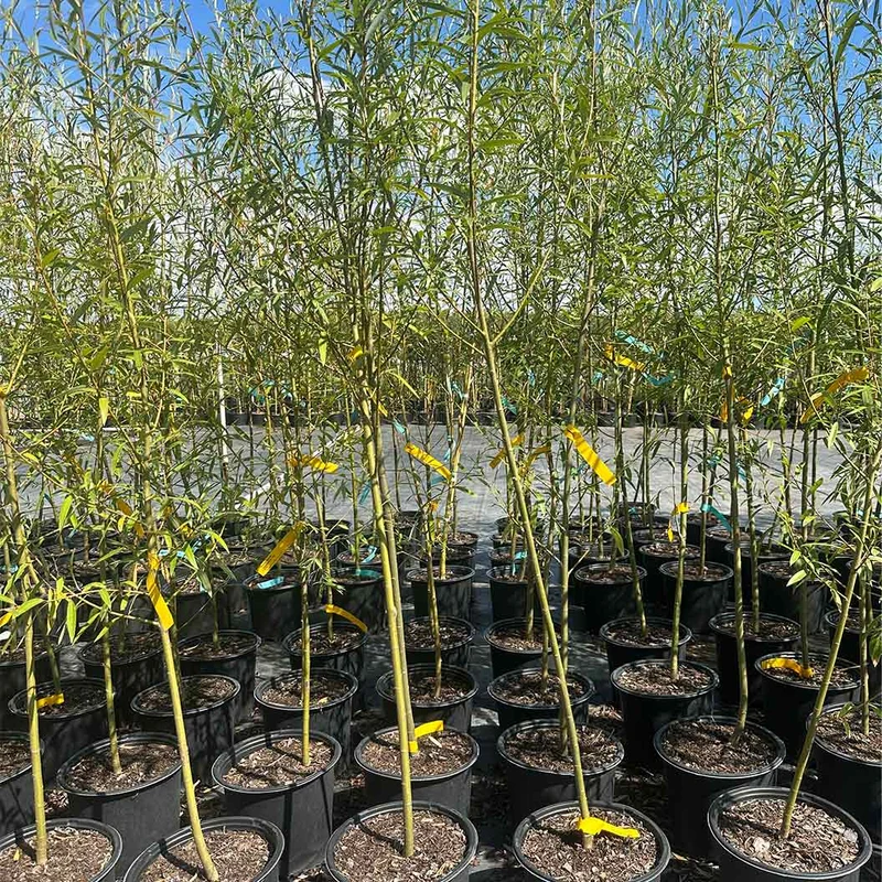 Willow Hybrid Tree