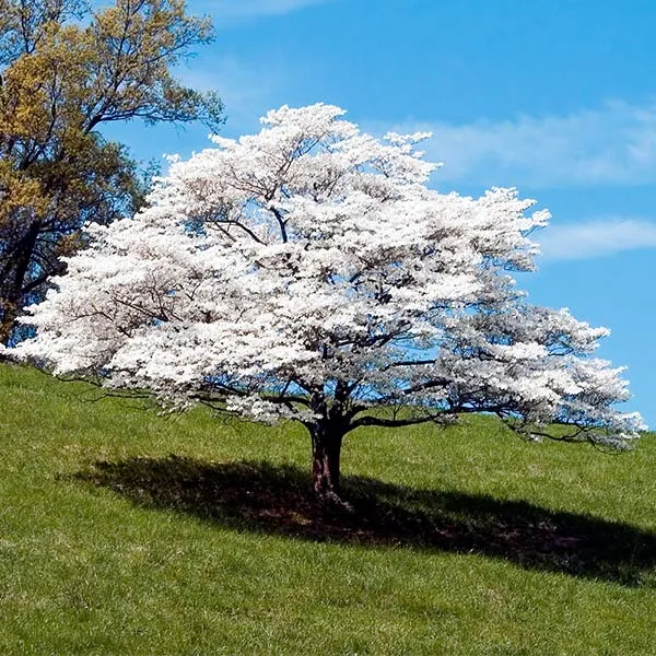White Dogwood Tree