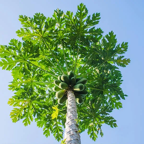 Papaya Tree