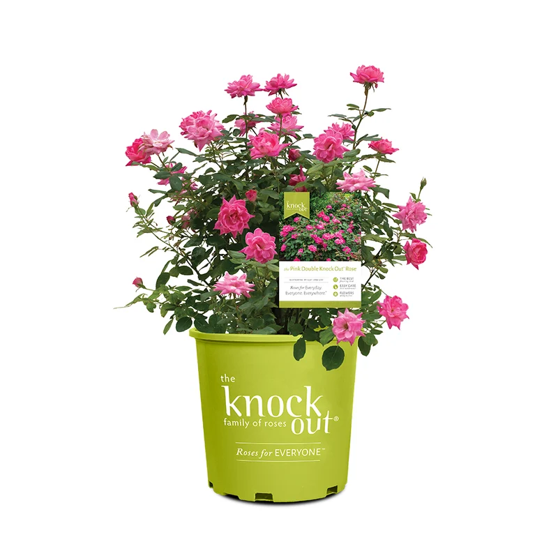 Double Pink Knock Out® Rose Shrub