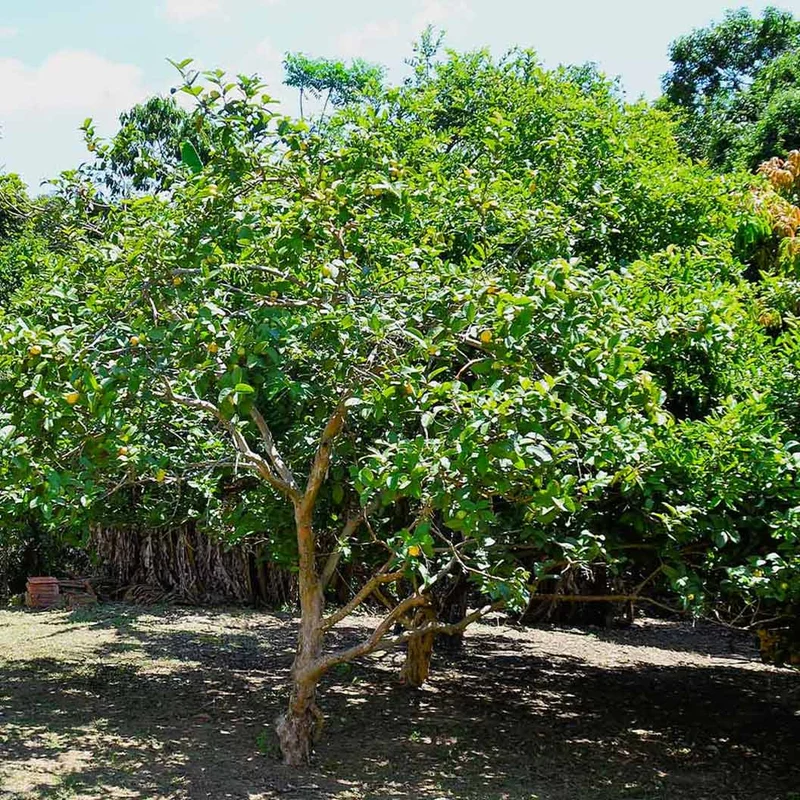 Ruby Supreme Guava Tree