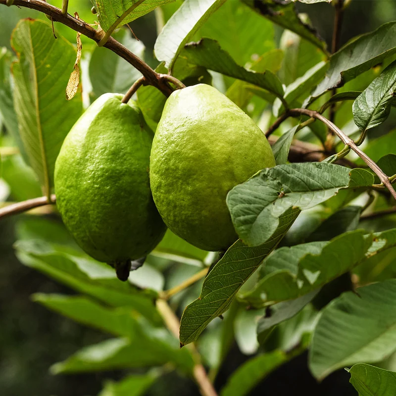 Ruby Supreme Guava Tree