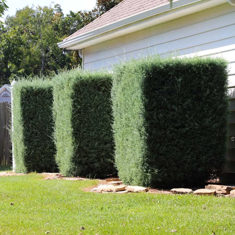 Carolina Sapphire Cypress Tree