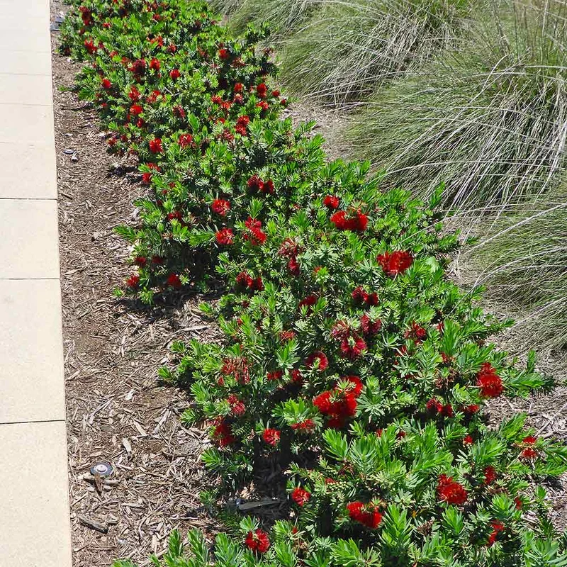 Little John Dwarf Bottlebrush Shrub