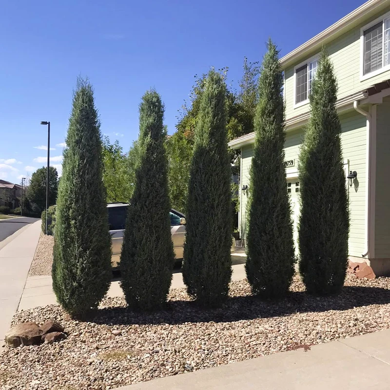 Woodward Juniper Tree