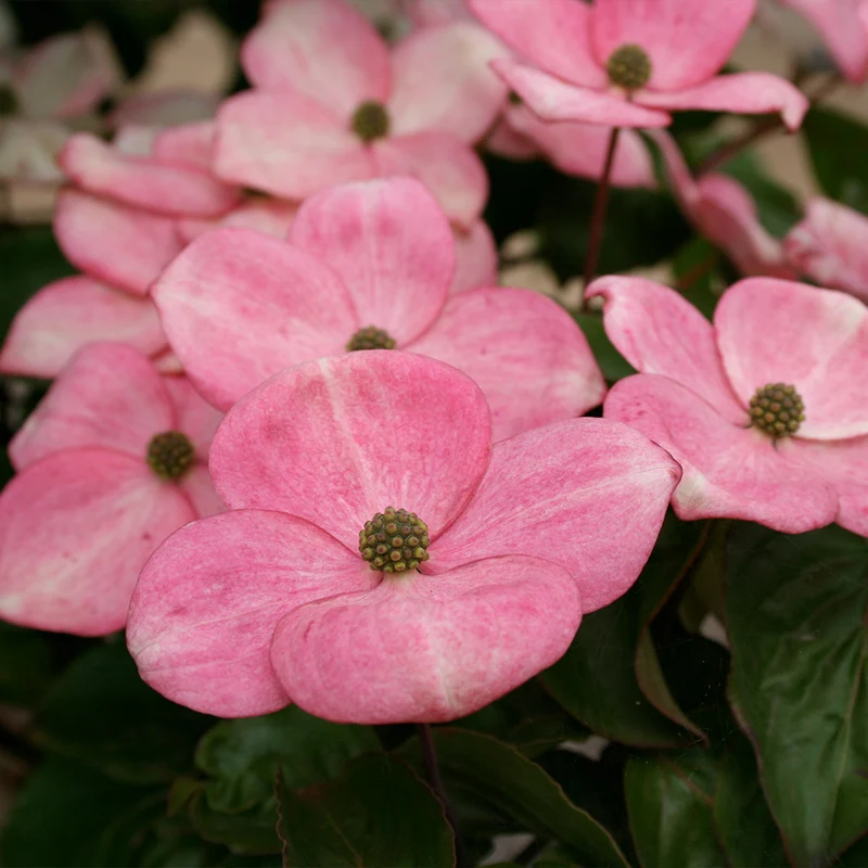 Heart Throb® Dogwood Tree