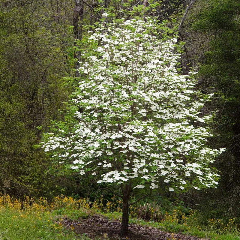 Cloudburst™ Dogwood Tree