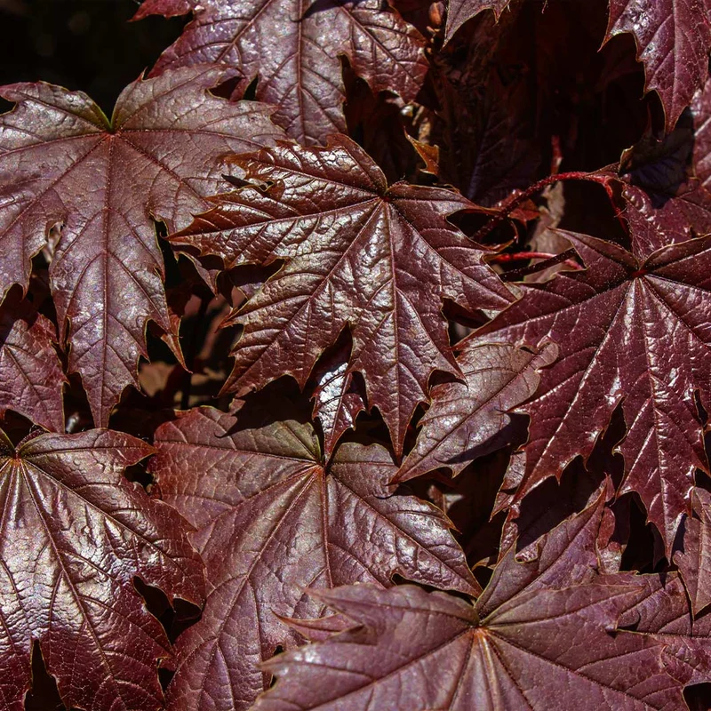 Royal Red Norway Maple Tree