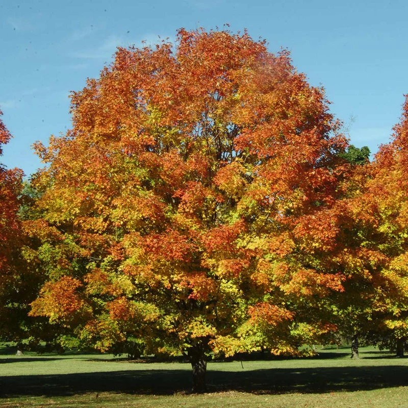 Green Mountain® Sugar Maple Tree