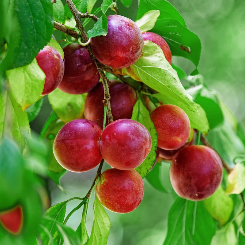 Beauty Japanese Plum Tree