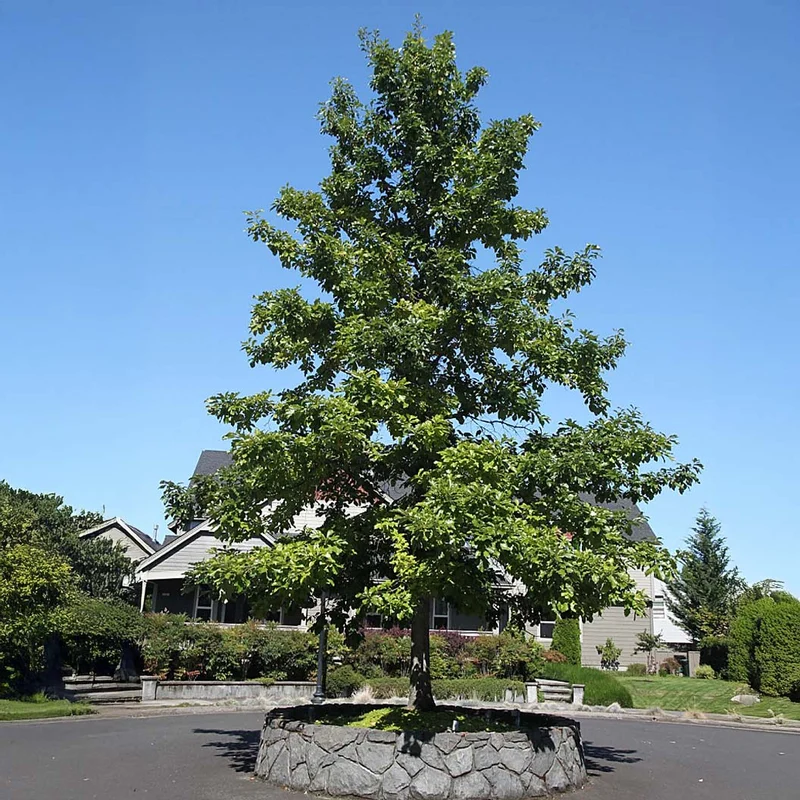 Swamp White Oak Tree