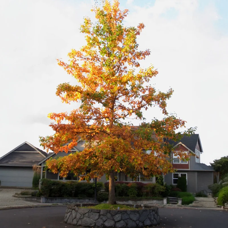 Swamp White Oak Tree