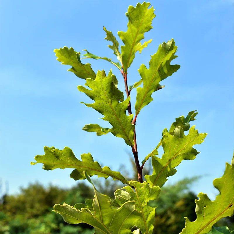 Swamp White Oak Tree