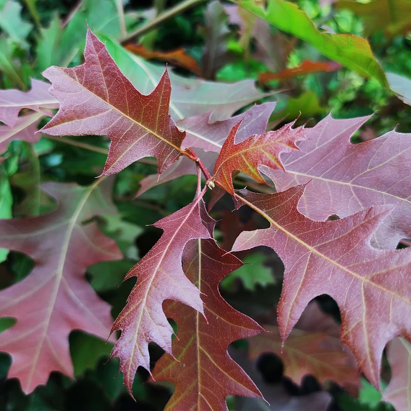 Nuttall Oak Tree