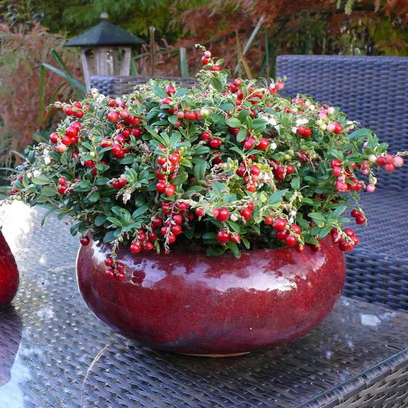 Red Candy Lingonberry Bush