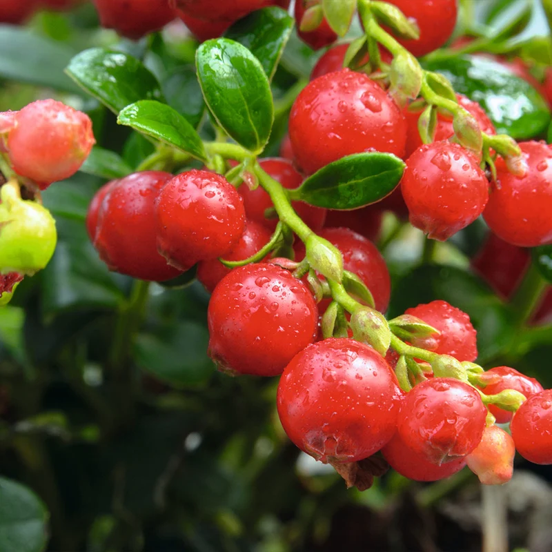 Red Candy Lingonberry Bush
