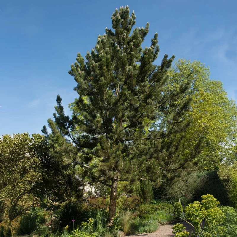 Bosnian Pine Tree