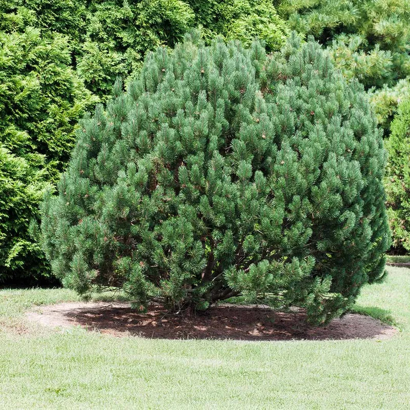 Bosnian Pine Tree