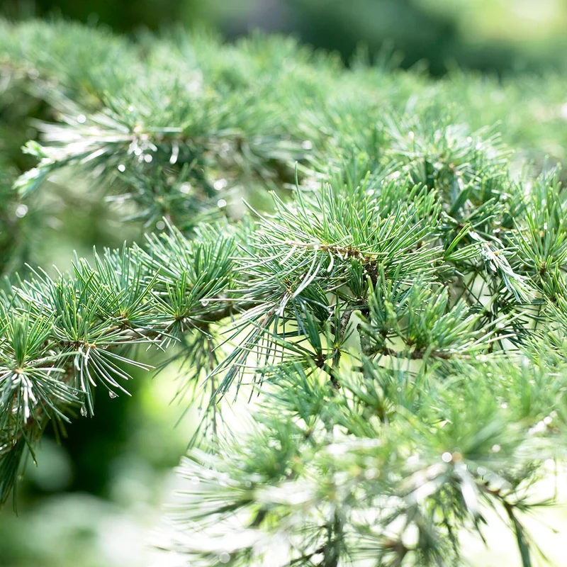 Karl Fuchs Himalayan Cedar Tree