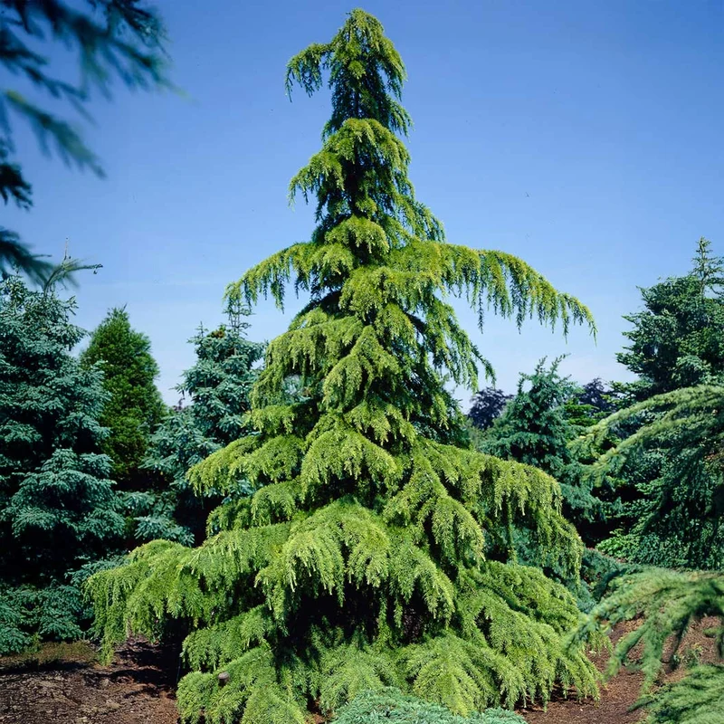 Golden Deodar Cedar Tree