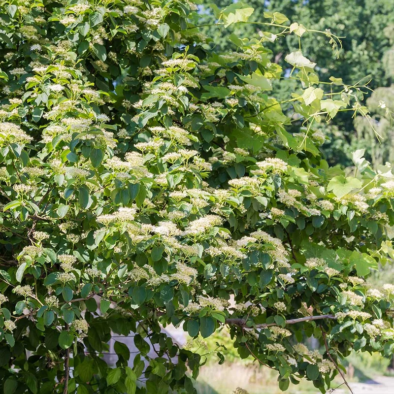 Pagoda Dogwood Tree