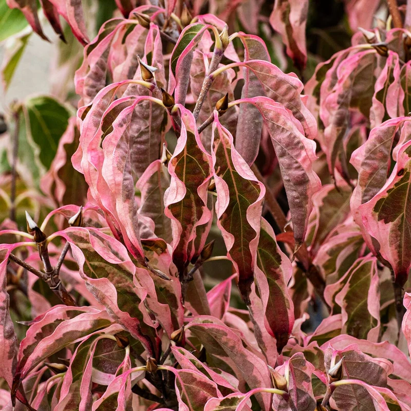 Samaritan® Dogwood Tree