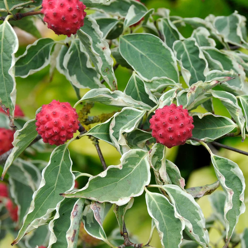 Samaritan® Dogwood Tree