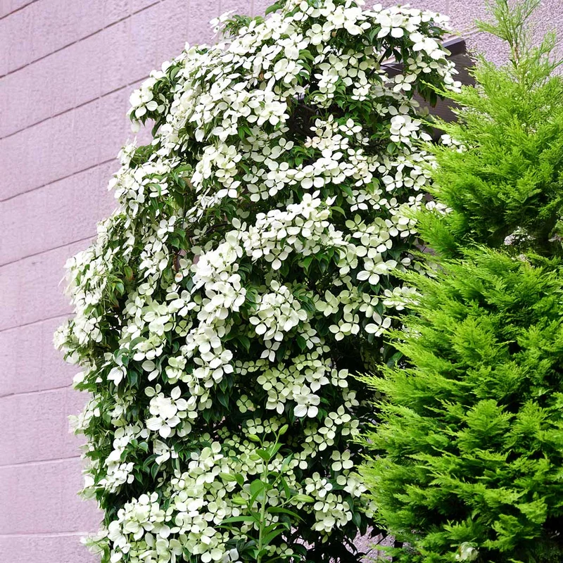 Snow Tower Columnar Dogwood Tree