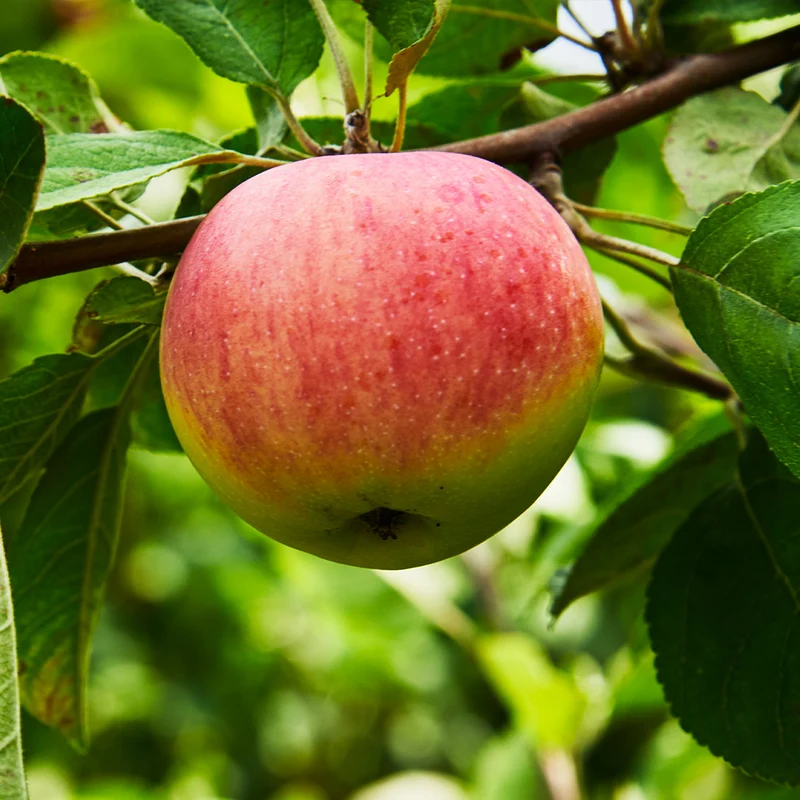 Triumph Apple™ Tree