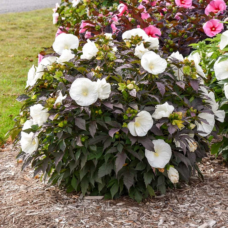 Proven Winners® Cookies and Cream Hibiscus