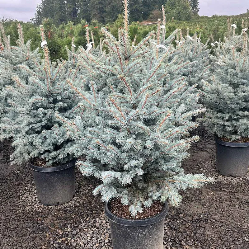 Blue Waves Colorado Spruce Tree