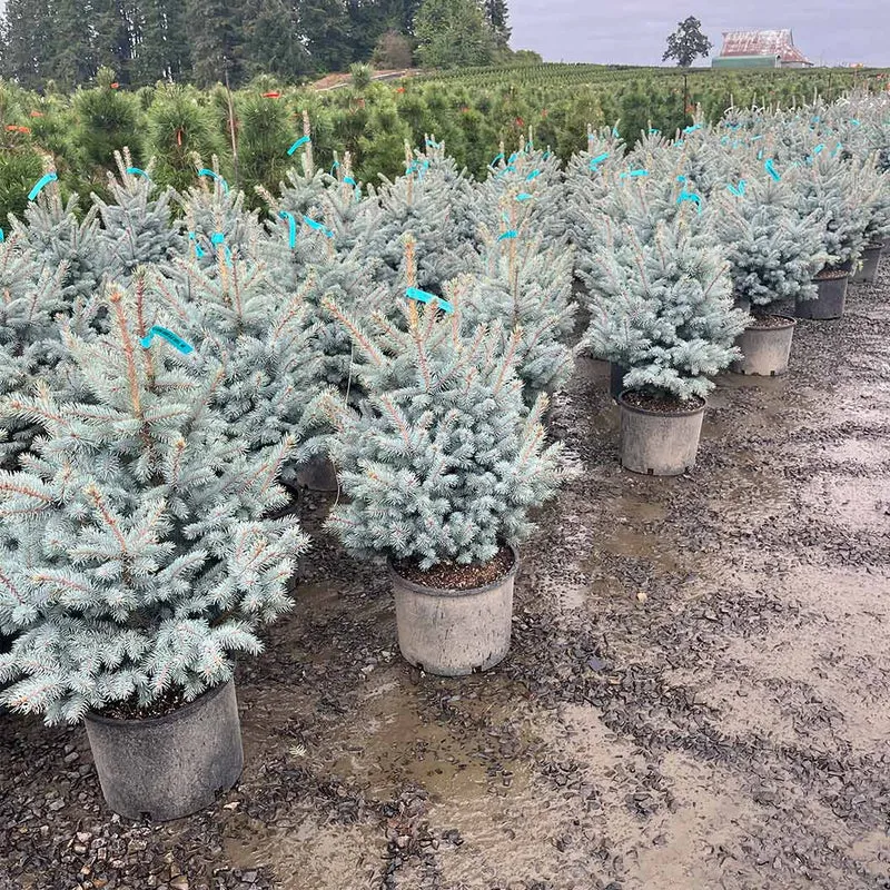 Blue Waves Colorado Spruce Tree