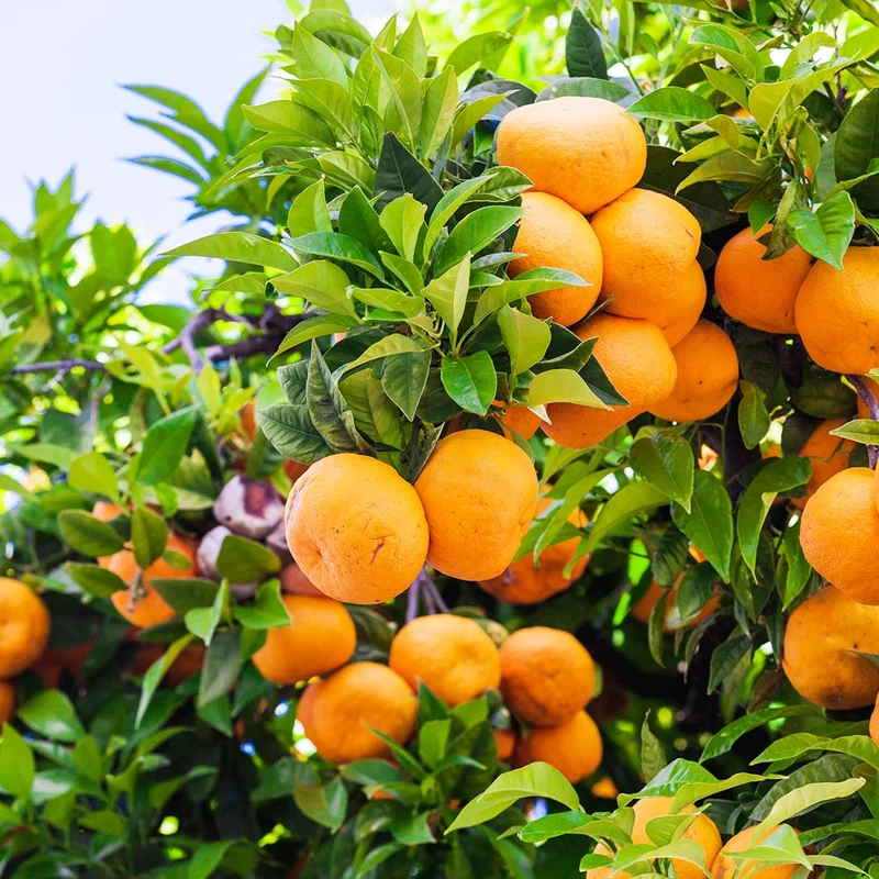 Ponkan Mandarin Tree