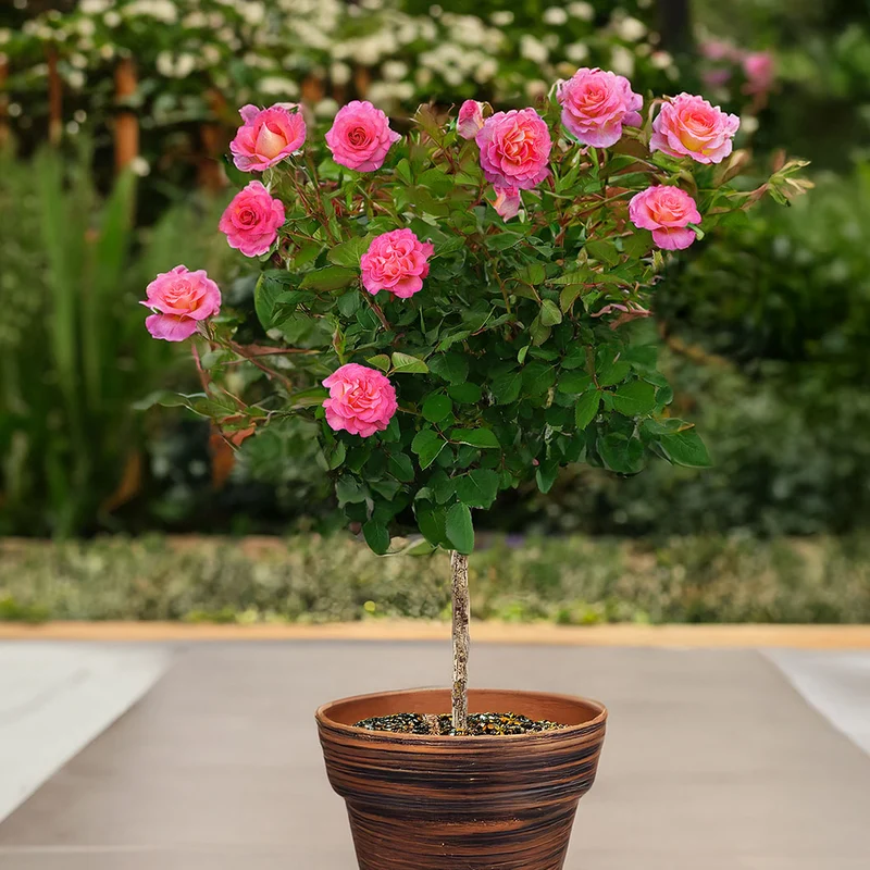 Julie Andrews™ Patio Rose Tree