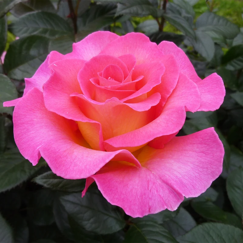 Julie Andrews™ Patio Rose Tree