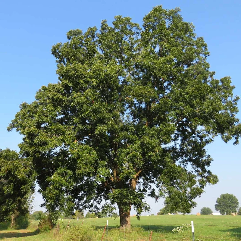 Creek Pecan Tree