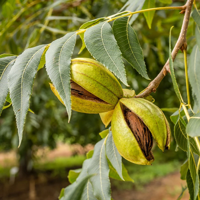 Lakota Pecan Tree