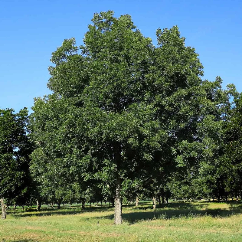 Lakota Pecan Tree