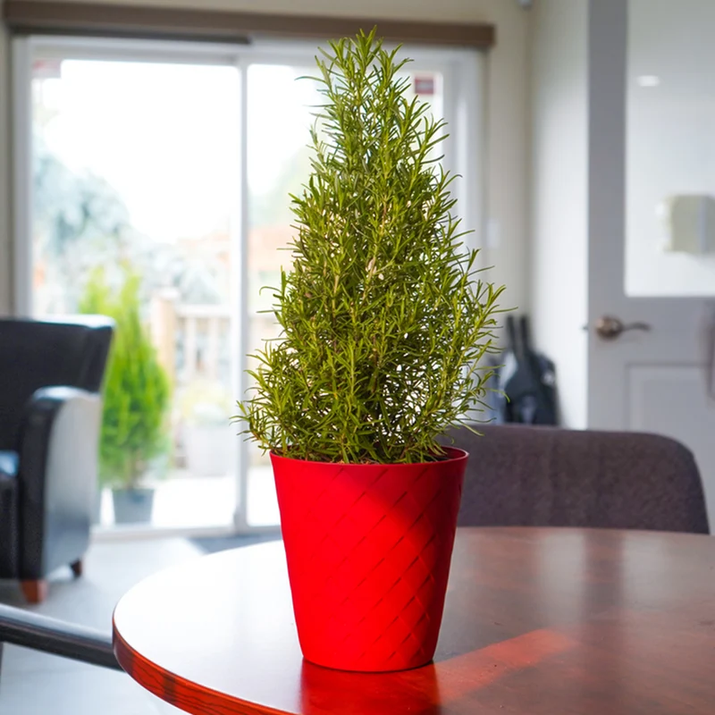 Rosemary Cone in Red Luxe Pot
