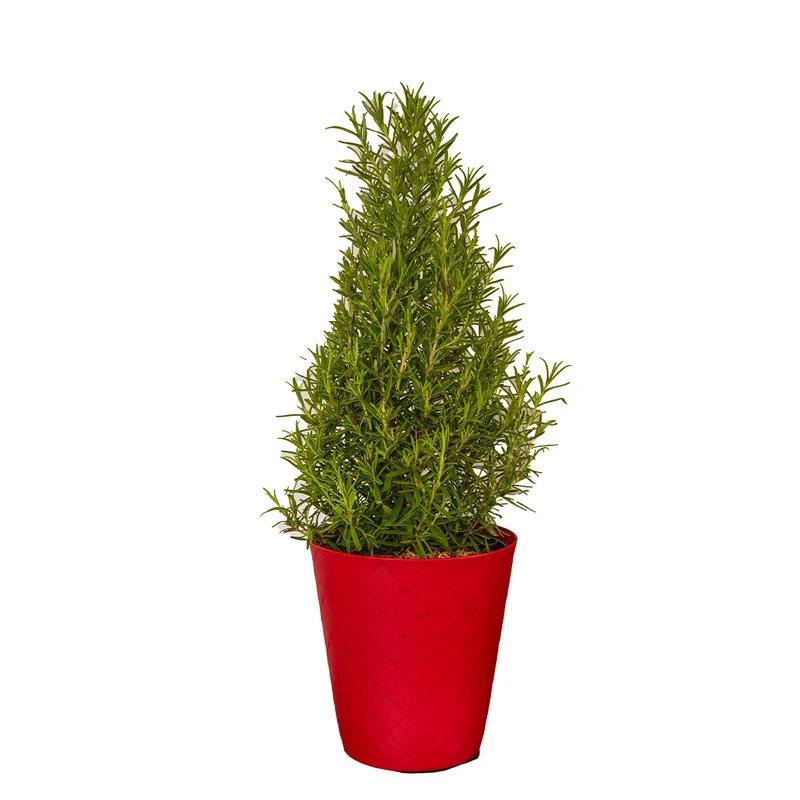 Rosemary Cone in Red Luxe Pot