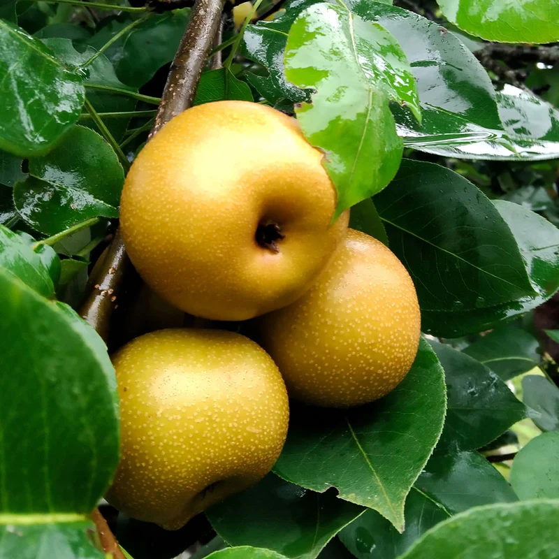 4-in-1 Asian Pear Tree