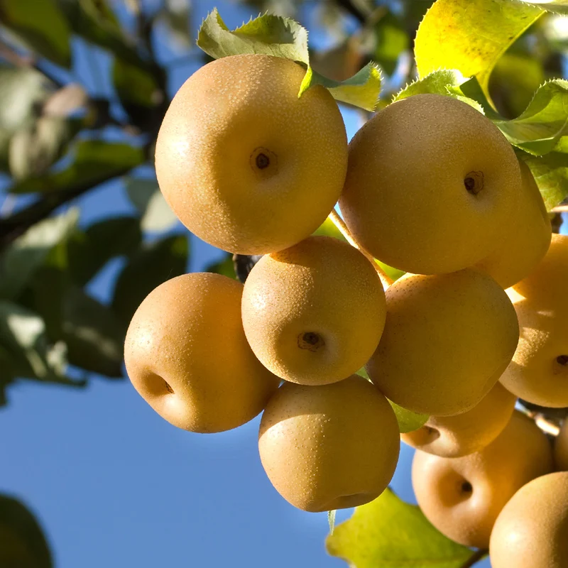4-in-1 Asian Pear Tree