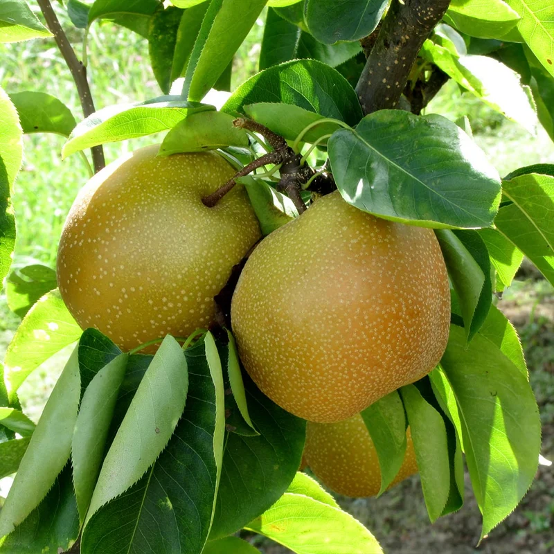 4-in-1 Asian Pear Tree
