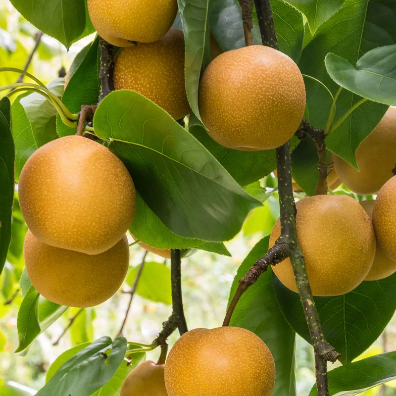 4-in-1 Asian Pear Tree