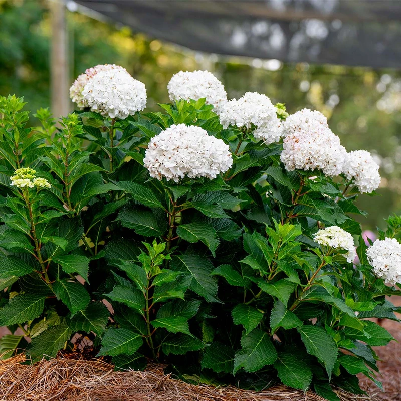 Endless Summer® Dreamcloud™ Hydrangea