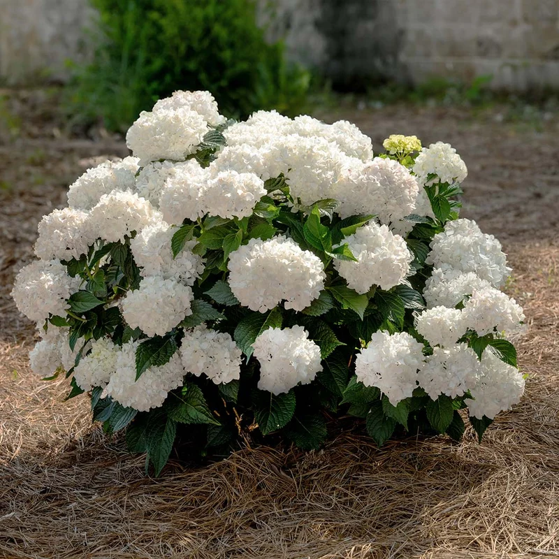 Endless Summer® Dreamcloud™ Hydrangea