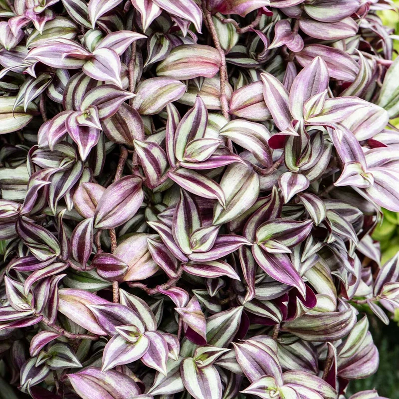 Silver Inch Plant