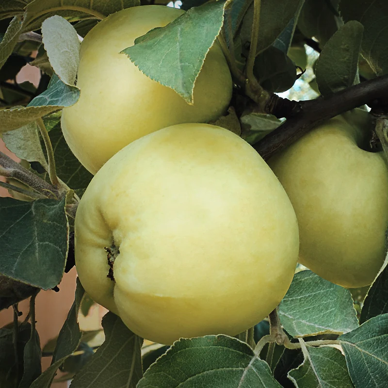 Pristine Apple Tree