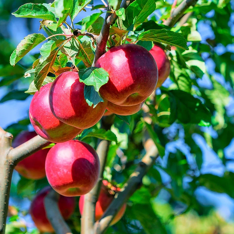 Enterprise Apple Tree
