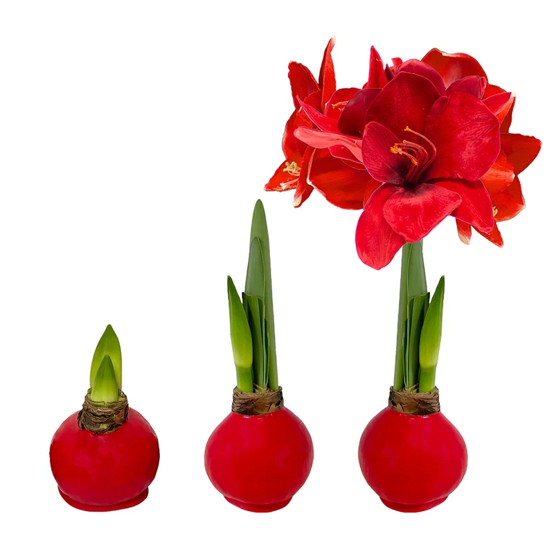 Red Wax-Dipped Amaryllis Bulb with Red Blooms